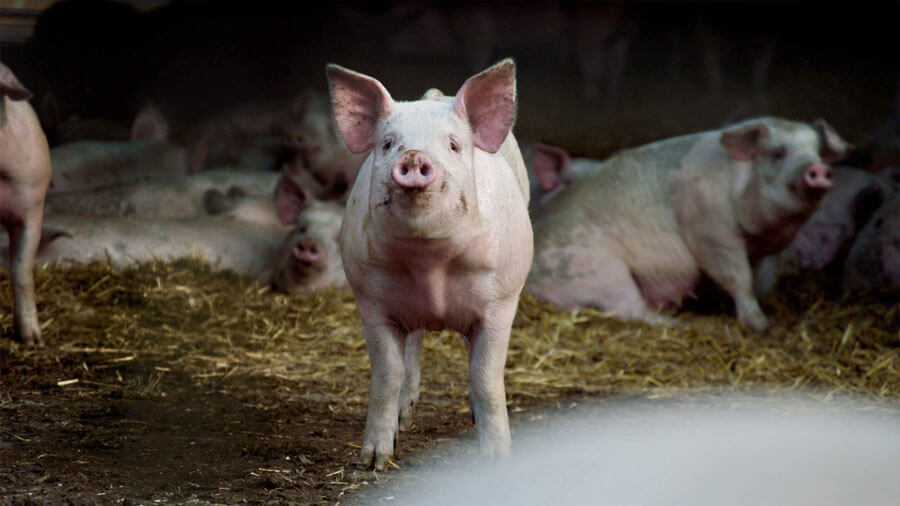 Pigs in the Kruse Family Farm