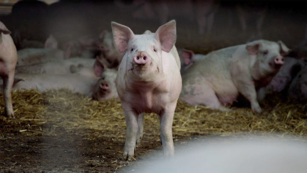 Kelsey Kruse farm pig