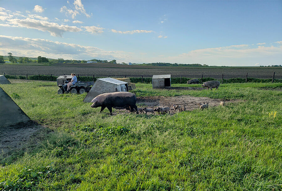 Gadient family farm sow and pigs walking in pasture